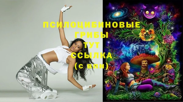 прущие грибы Новозыбков