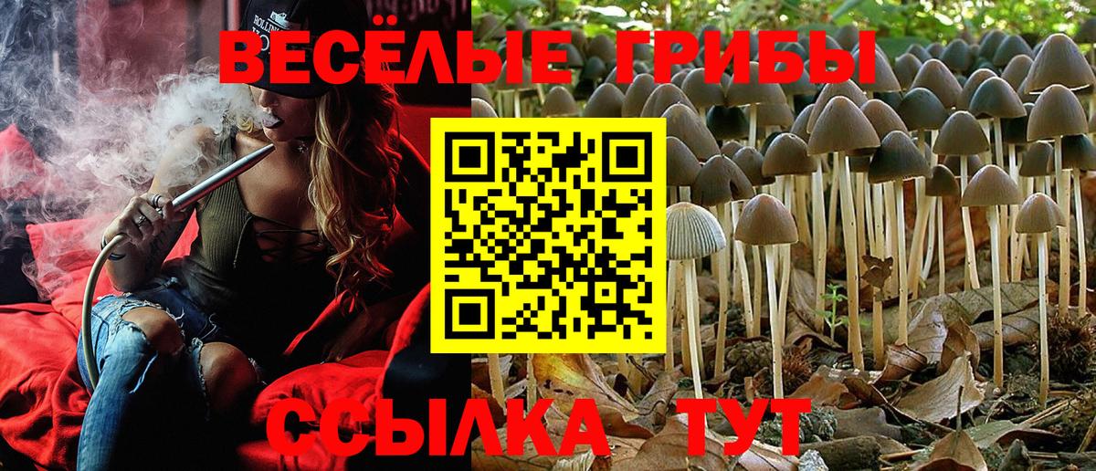 Менделеевск  Псилоцибиновые грибы Psilocybe  Вход с VPN 